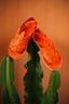 ORANGE LEATHER PACHUCO HUARACHE